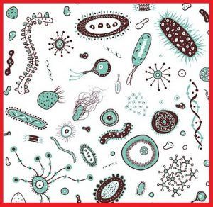 Diferentes tipos de bacterias