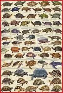 Tipos de tortugas